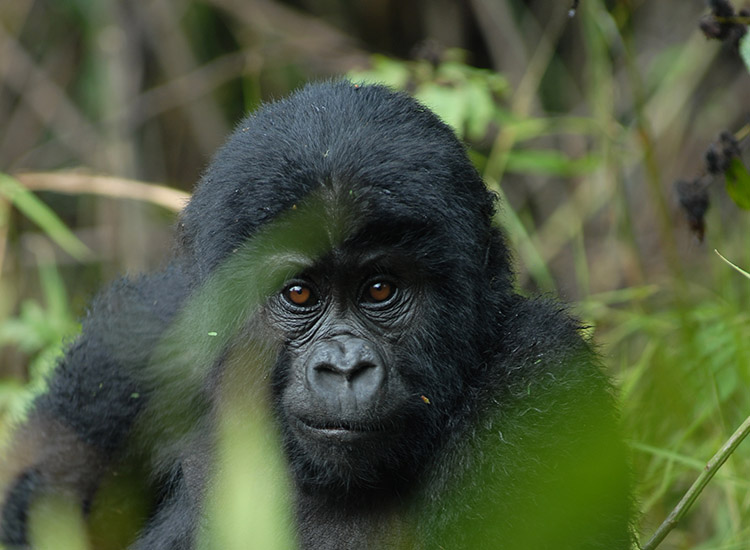 Mgahinga-national-park